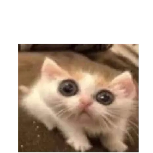Memes Chistosos Random 2