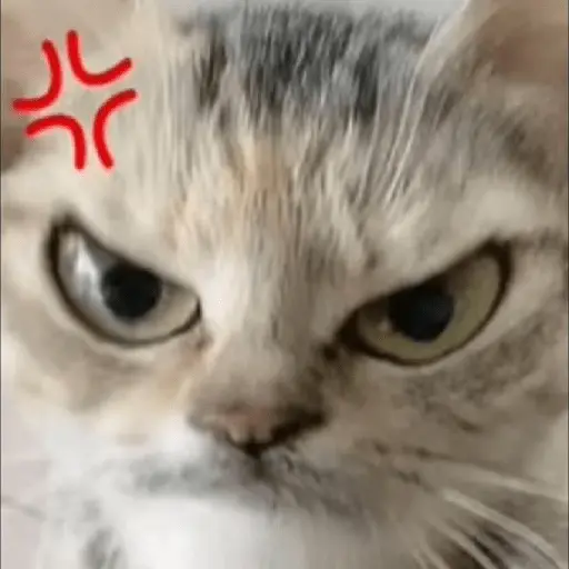 Meme Kucing Ngambek 😾