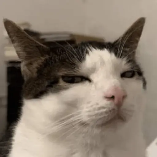 Meme Kucing Ngambek 😾