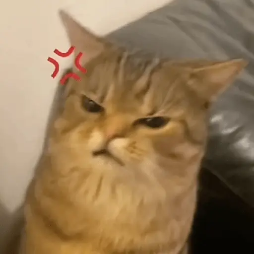Meme Kucing Ngambek 😾