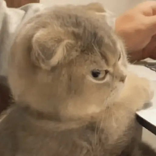 Meme Kucing Ngambek 😾