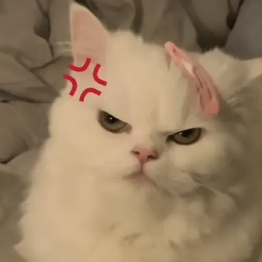 Meme Kucing Ngambek 😾