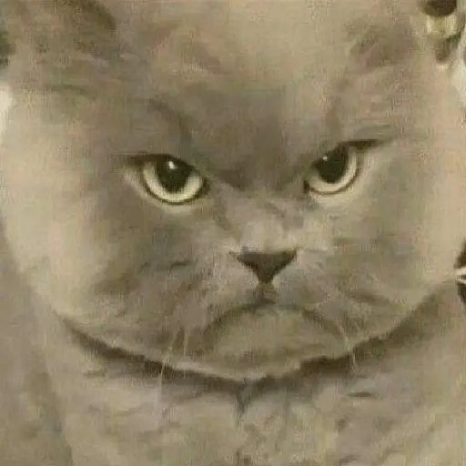 Meme Kucing Ngambek 😾