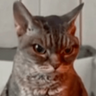 Meme Kucing Ngambek 😾