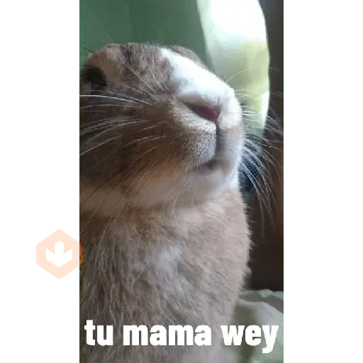 animales 2 sticker 24