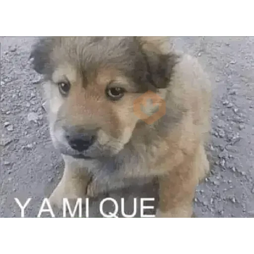 animales 2 sticker 18