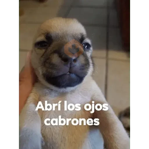 animales 2 sticker 27