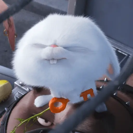 Snowball random 🐰