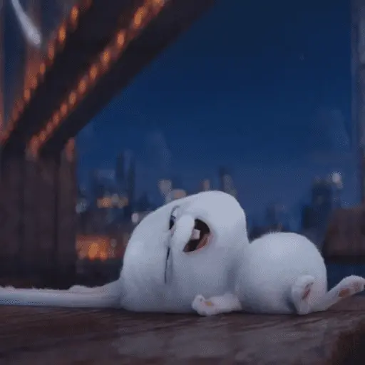 Snowball random 🐰