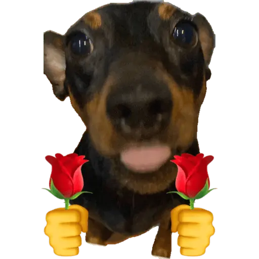 sexo cn animales pequeños