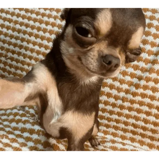 sexo cn animales pequeños