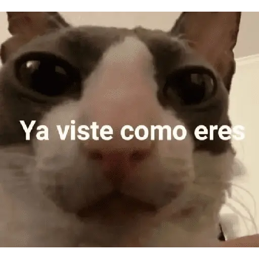 memes estúpidos pt2