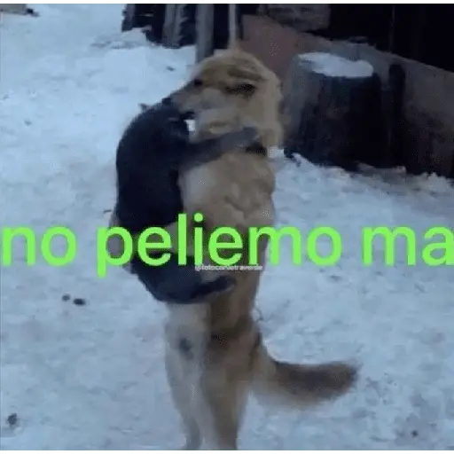 memes estúpidos pt2