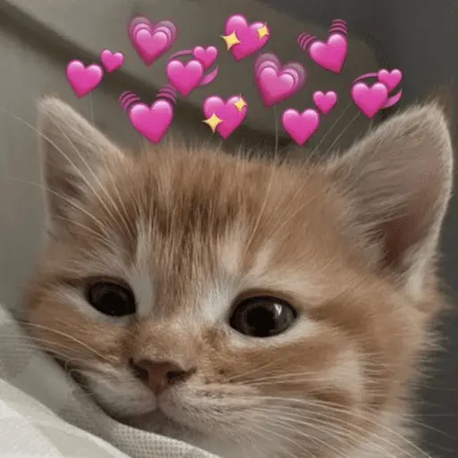 💕 PERROS Y GATITOS AMOROSOS 💕