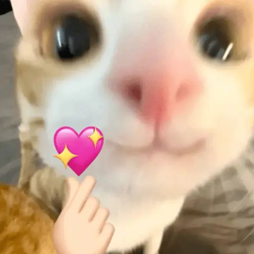 💕 PERROS Y GATITOS AMOROSOS 💕