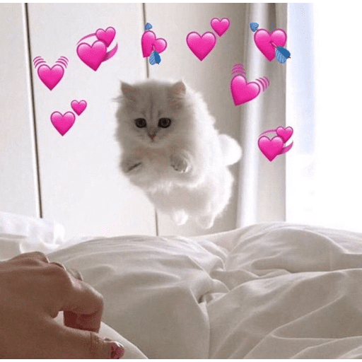 💕 PERROS Y GATITOS AMOROSOS 💕 preview