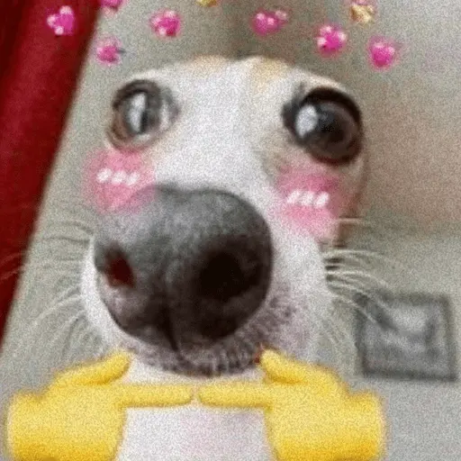 💕 PERROS Y GATITOS AMOROSOS 💕