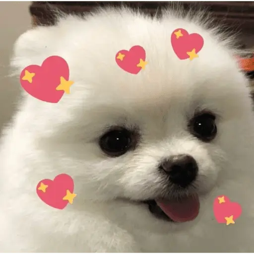 💕 PERROS Y GATITOS AMOROSOS 💕