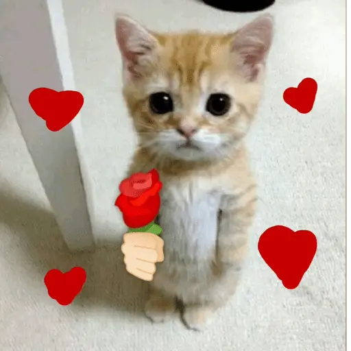 💕 PERROS Y GATITOS AMOROSOS 💕