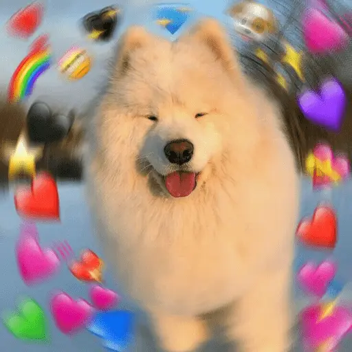 💕 PERROS Y GATITOS AMOROSOS 💕