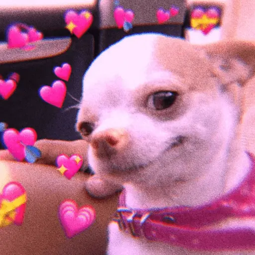 💕 PERROS Y GATITOS AMOROSOS 💕