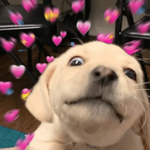 💕 PERROS Y GATITOS AMOROSOS 💕