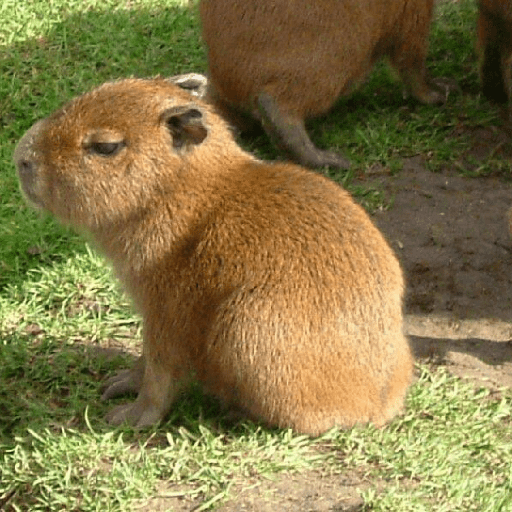 Capibara 🥰 preview