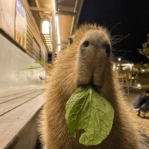 Capibara 🥰