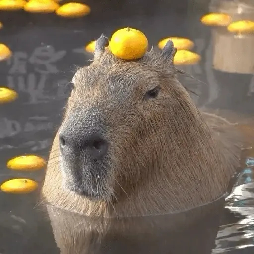 Capibara 🥰