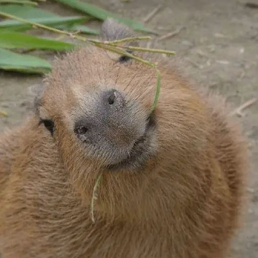 Capibara 🥰
