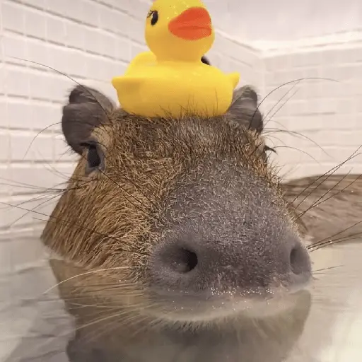 Capibara 🥰