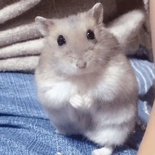 🌈🐀✨️Ratitas Mood Graciosas✨️🐀🌈