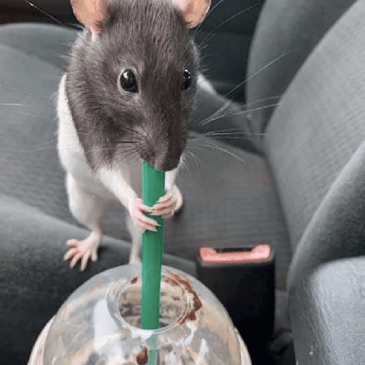 🌈🐀✨️Ratitas Mood Graciosas✨️🐀🌈 preview
