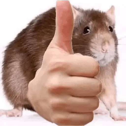 🌈🐀✨️Ratitas Mood Graciosas✨️🐀🌈