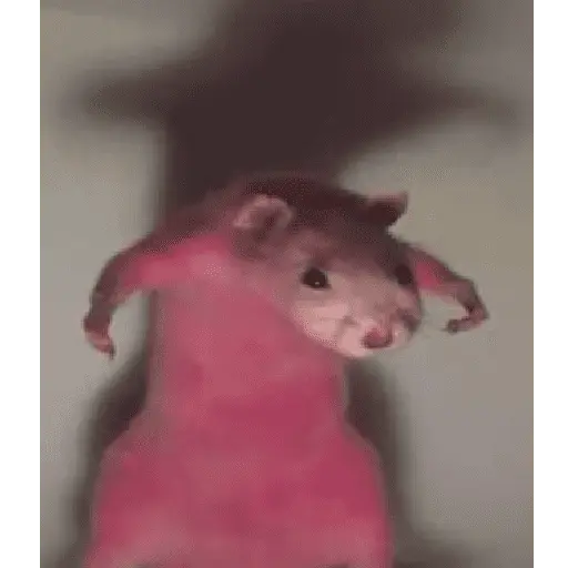 🌈🐀✨️Ratitas Mood Graciosas✨️🐀🌈
