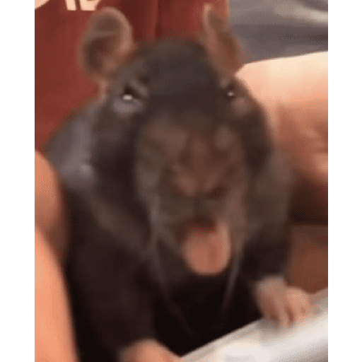 🌈🐀✨️Ratitas Mood Graciosas✨️🐀🌈 preview