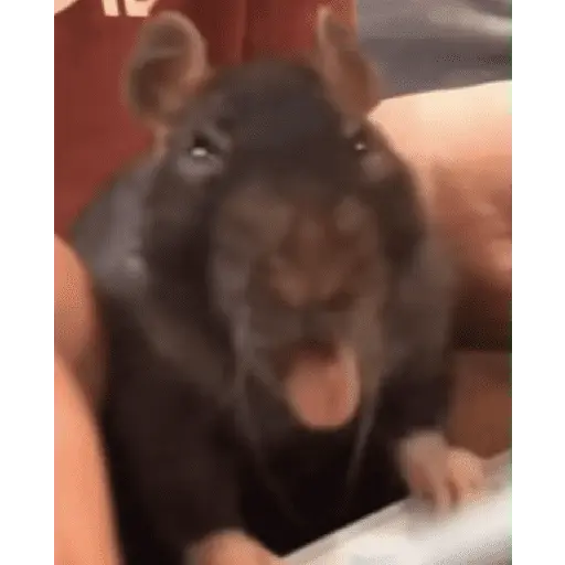 🌈🐀✨️Ratitas Mood Graciosas✨️🐀🌈