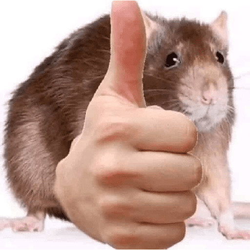 🌈🐀✨️Ratitas Mood Graciosas✨️🐀🌈 preview