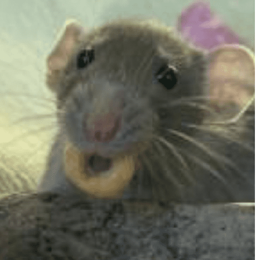 🌈🐀✨️Ratitas Mood Graciosas✨️🐀🌈 preview