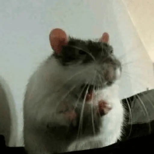 🌈🐀✨️Ratitas Mood Graciosas✨️🐀🌈