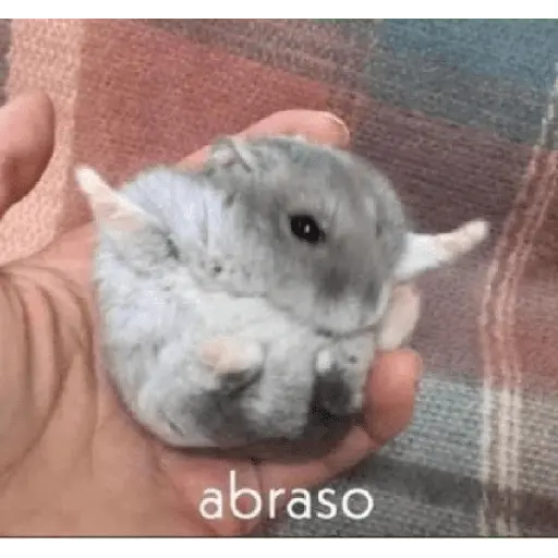 🌈🐀✨️Ratitas Mood Graciosas✨️🐀🌈