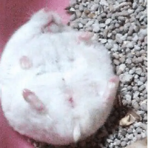 🌈🐀✨️Ratitas Mood Graciosas✨️🐀🌈