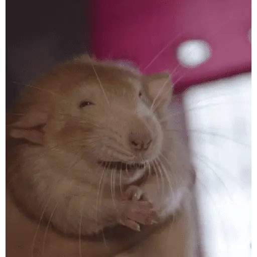 🌈🐀✨️Ratitas Mood Graciosas✨️🐀🌈