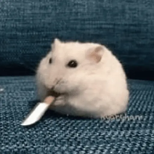 🌈🐀✨️Ratitas Mood Graciosas✨️🐀🌈