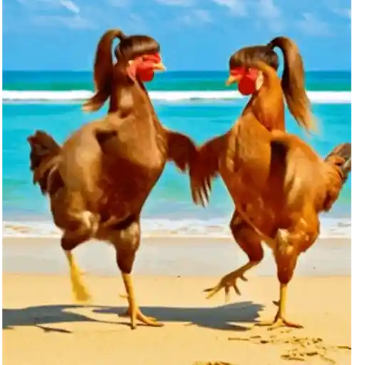 Dance,Gallinas virales TikTok🐔