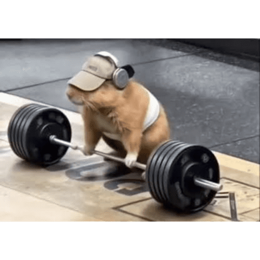 gym preview