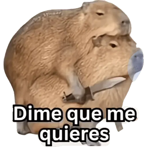 Capibara