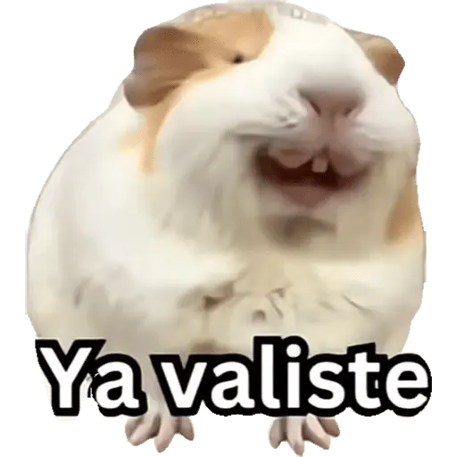 Capibara