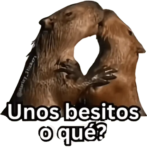 Capibara