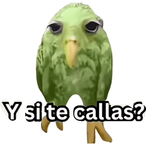Capibara